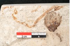 Foto (Detailansicht) von Glyptostrobus europaeus Brongniarti (NHMW-GEO-2024-0188-8195b)
